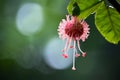 nipah virus vaccine experimental a vaccine against nipah virus