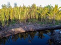 Nipah & x28;Nypa fruticans& x29; is a type of palm-shaped mangrove plant that generally grows in mangrove forest environments Royalty Free Stock Photo