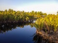 Nipah & x28;Nypa fruticans& x29; is a type of palm-shaped mangrove plant that generally grows in mangrove forest environments Royalty Free Stock Photo