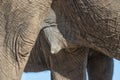 Nipple of an african elephant cow Royalty Free Stock Photo