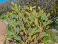 Nipple Beehive Cactus growing in Superior, Pinal County, Arizona USA