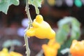 Nipple Fruit or fancy eggplant or Solanum mammosum plants have many spines, fruits with yellow nipples, fruits with tumors. The Royalty Free Stock Photo