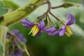 Nipple fruit flowers Royalty Free Stock Photo