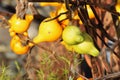 Nipple fruit Royalty Free Stock Photo