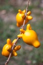 Nipple fruit Royalty Free Stock Photo