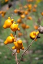 Nipple fruit Royalty Free Stock Photo