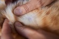 Nipple male cat. A nipple of a small fluffy mammal. Nipple in animal fur. Royalty Free Stock Photo