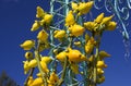 Nipplefruit - Solanum mammosum Royalty Free Stock Photo