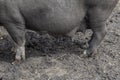 Nipples of a lactating black wild pig close up. motherhood and upbringing of children