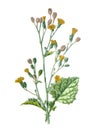 Nipplewort flower. or Lapsana communis medicinalplant. Antique hand drawn field flowers illustration. Vintage and antique flowers. Royalty Free Stock Photo