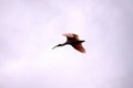 Nipponia nippon or Japanese Crested Ibis or Toki, once extinct animal from Japan, flying on blue s