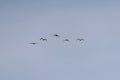 Nipponia nippon or Japanese Crested Ibis or Toki, once extinct animal from Japan, flying on blue s