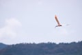 Nipponia nippon or Japanese Crested Ibis or Toki, once extinct animal from Japan, flying on blue s