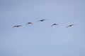 Nipponia nippon or Japanese Crested Ibis or Toki, once extinct animal from Japan, flying on blue s