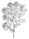 Nipponica Spiraea vintage illustration