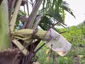 Nira for coconut sugar
