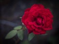 Close up of misterious red rose.