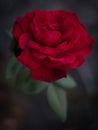 Vertical close up of misterious red rose.