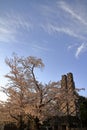 Nirayama reverberatory furnaces and cherry blossoms Royalty Free Stock Photo