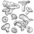 Niscalo mushrooms set. Vector illustration of mushrooms on white background.