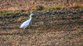 Nise white colour birds.  Morning  lovly walk Royalty Free Stock Photo