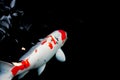 Nishikigoi Japanese carp swimming under water