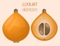 Loquat Medlar Fruit Illustraton. Loquat Japanese Medlar