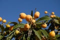 Nispero fruits on tree against blue sky