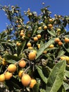 Nisperos, Eriobotrya japonica, growing on tree, Spain