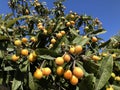 Nisperos, Eriobotrya japonica, growing on tree, Spain