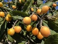 Nisperos, Eriobotrya japonica, growing on tree, Spain