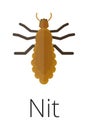 Nit skin parasite insect bug .