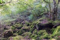 Italy, Bosco del Sasseto in Torre Alfina, known as the enchanted forest Royalty Free Stock Photo