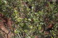 Nitraria Retusa blossom