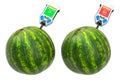 Nitrate testers with watermelons. Measurement of nitrate levels in watermelons, normal range and higher than norm. 3D rendering