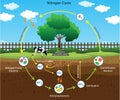 Nitrogen Cycle with Nitrogen Fixation Process Explained for Biology and Environmental Study Royalty Free Stock Photo