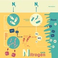 Nitrogen cycle Royalty Free Stock Photo