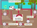 The Nitrogen Cycle