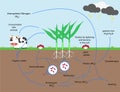 The Nitrogen Cycle Royalty Free Stock Photo