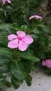 Nitya kalyanam flower