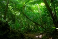 Niue Jungle
