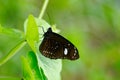 Niue`s Crow butterfly Royalty Free Stock Photo