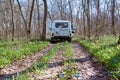 Niva car rides on a narrow winding forest road on a bright Sunny day. The path sprouted flowers and grass. First flowers in spring