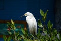 Garceta NÃ­vea. Nivea egret, is a heron species. (Ardeidae)