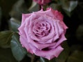 The noblest garden flower,,pink  rose, rose petals, rose blossom, green background Royalty Free Stock Photo