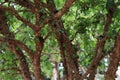 Jaboticaba a Brazilian fruit