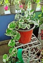 Njoy Pothos or Pearls and Jade plant on a plant stand Royalty Free Stock Photo