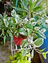 Njoy Pothos or Pearls and Jade plant on a plant stand Royalty Free Stock Photo