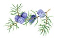 Illustration of juniper berry on branch