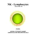 NK lymphocytes structure. The functions of NK lymphocytes. Immunity Helper Cells. Infographics. Vector illustration on